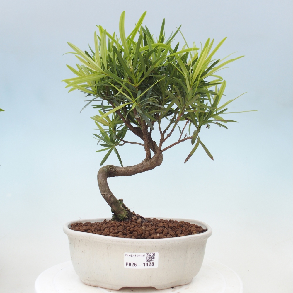 Salle bonsaï - Podocarpus - If en pierre