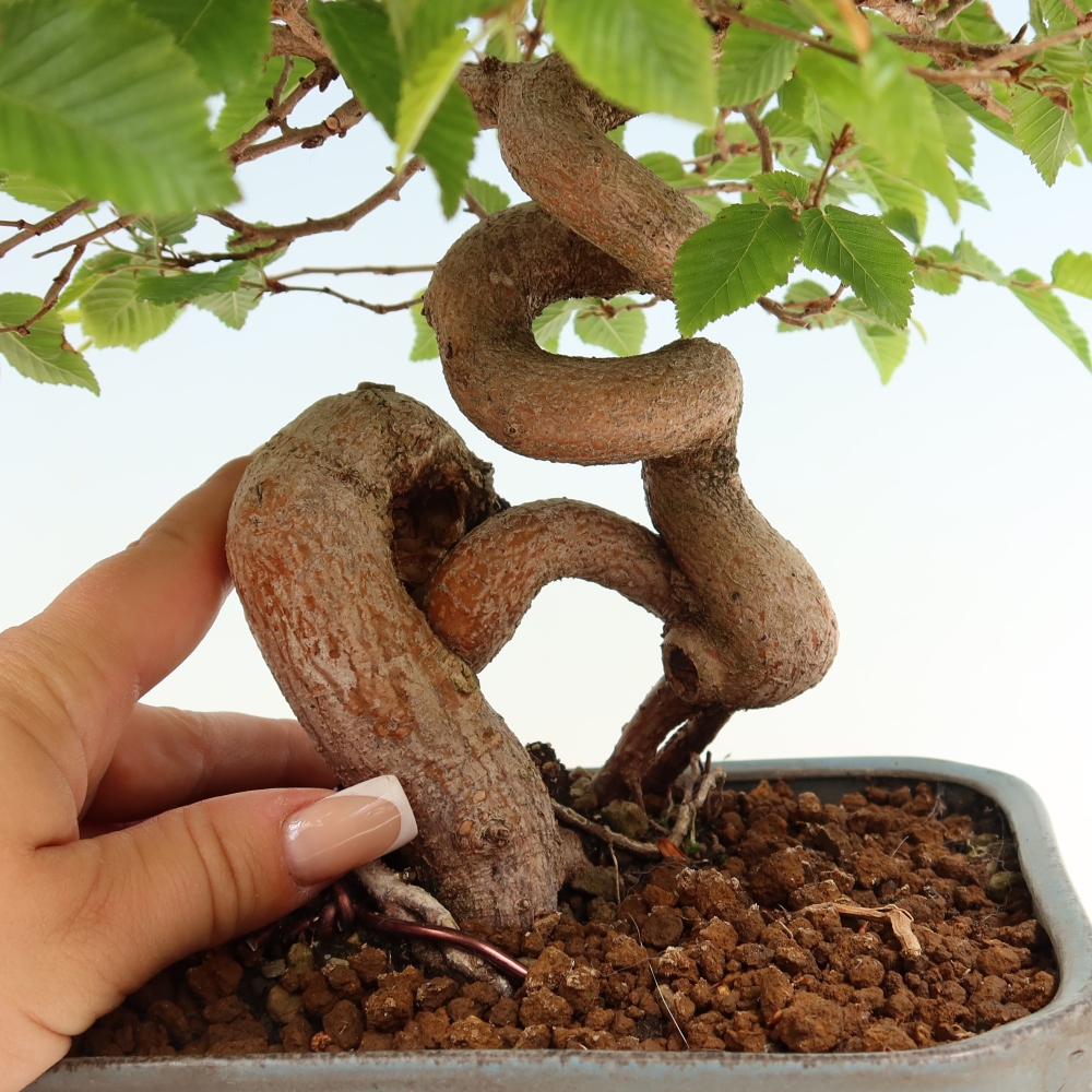 Bonsaï d'extérieur -Carpinus Coreana - Charme de Corée