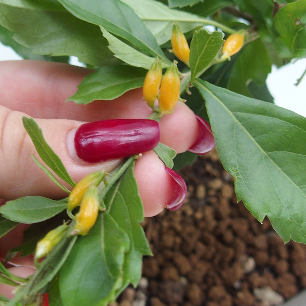 Bonsaï de chambre - Duranta repens -Duranta