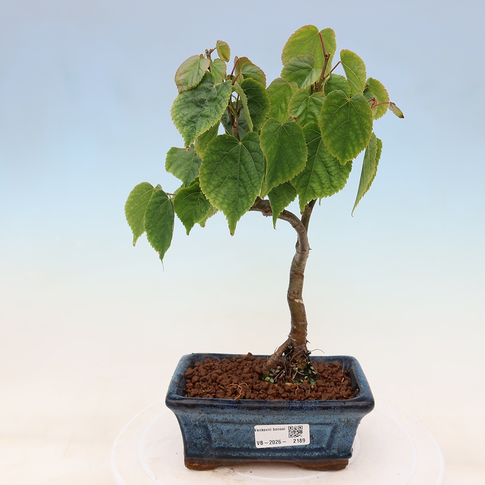 Bonsaï d'extérieur - Tilleul à feuilles cordiformes - Tilia cordata