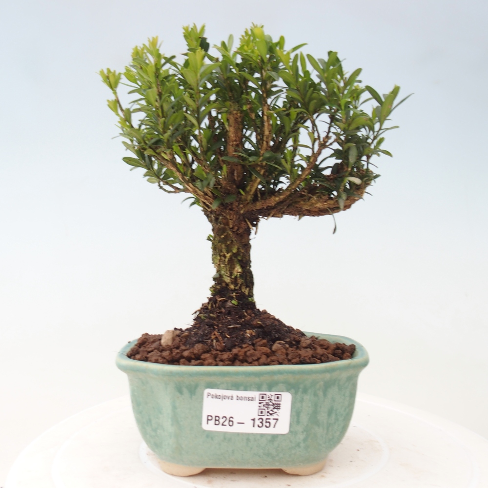 Bonsaï de chambre - Buxus harlandii - buxus liège