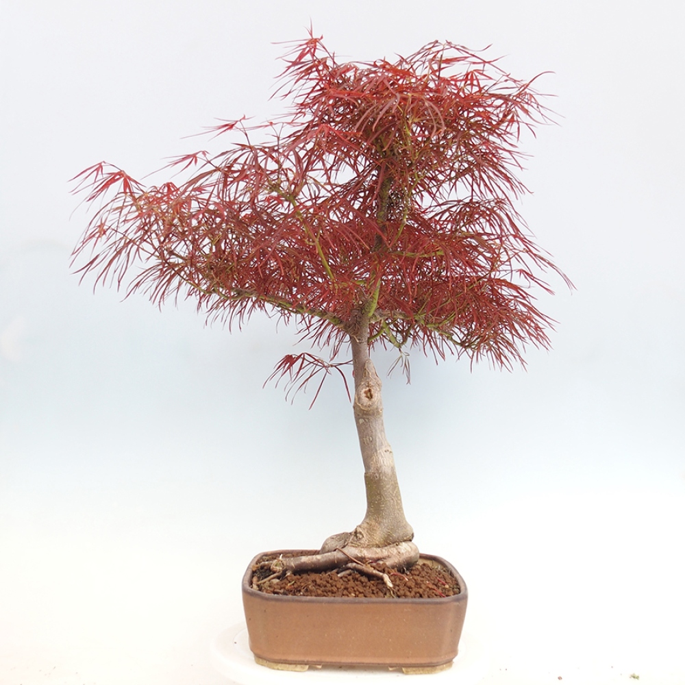 Bonsaï d'extérieur - Acer palmatum RED PYGMY