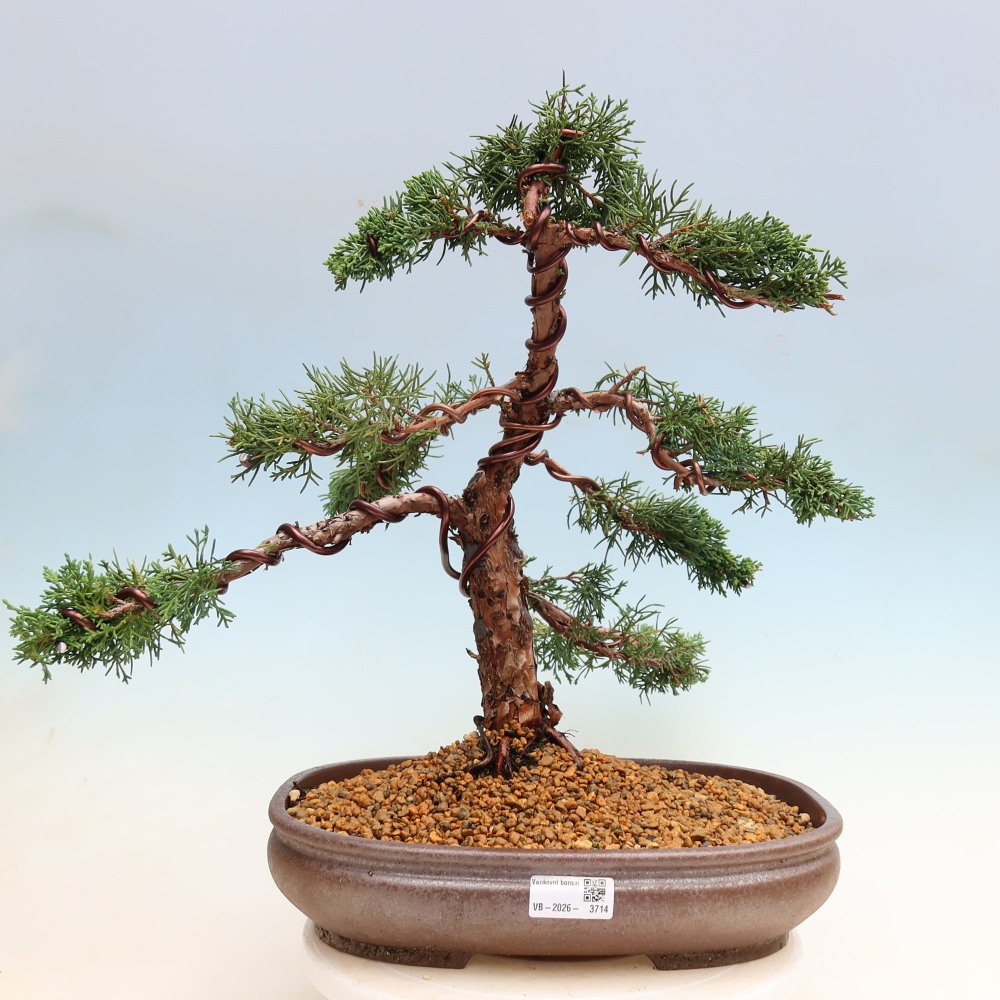 Bonsaï d'extérieur - Juniperus chinensis Kishu