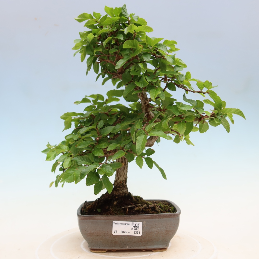Bonsaï d'extérieur -Carpinus Coreana - Charme de Corée