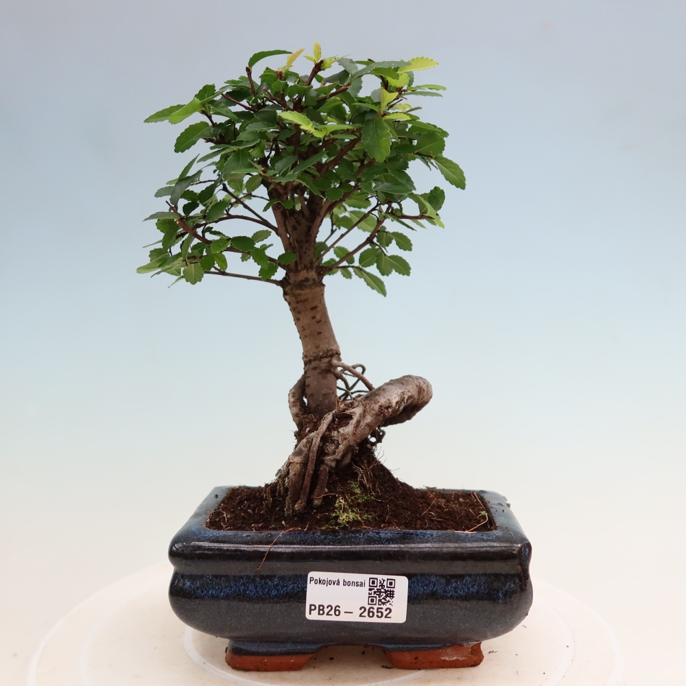 Bonsaï de chambre - Ulmus parvifolia - Orme à petites feuilles