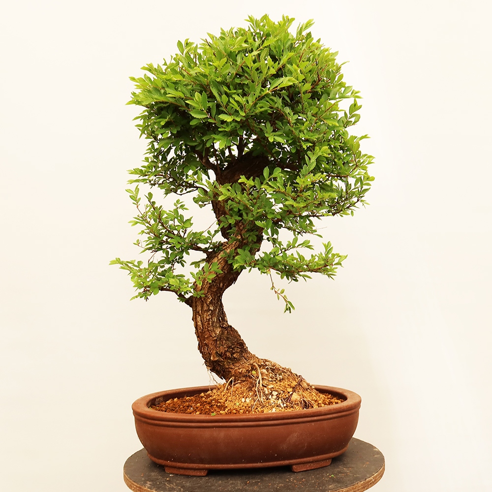 Bonsaï d'extérieur - Zelkova - Zelkova NIRE