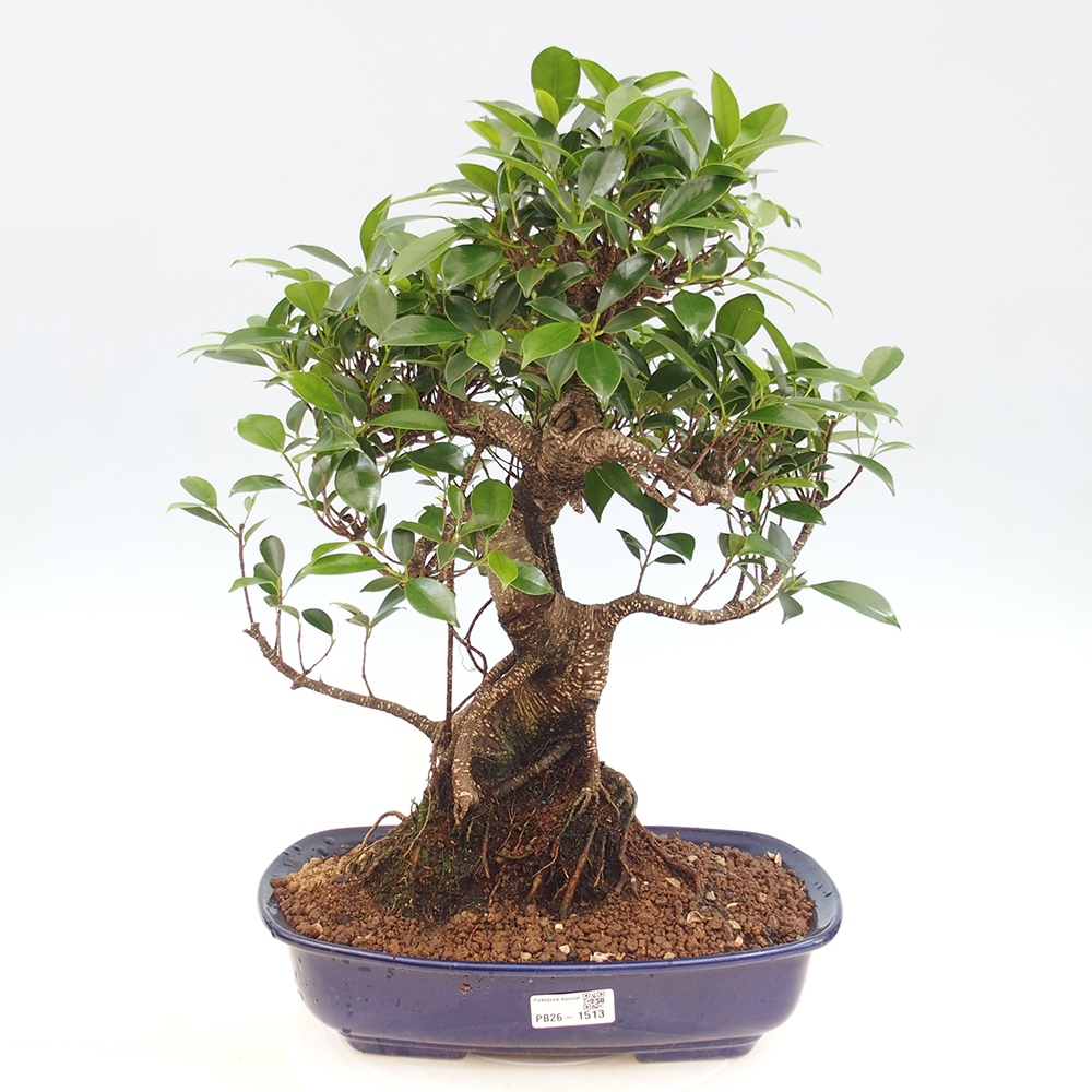 Salle bonsaï - Ficus kimmen - ficus à petites feuilles