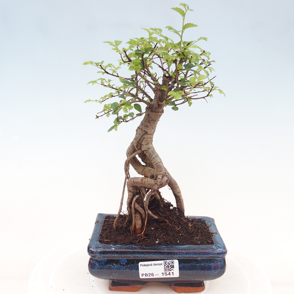 Bonsaï de chambre - Ulmus parvifolia - Orme à petites feuilles