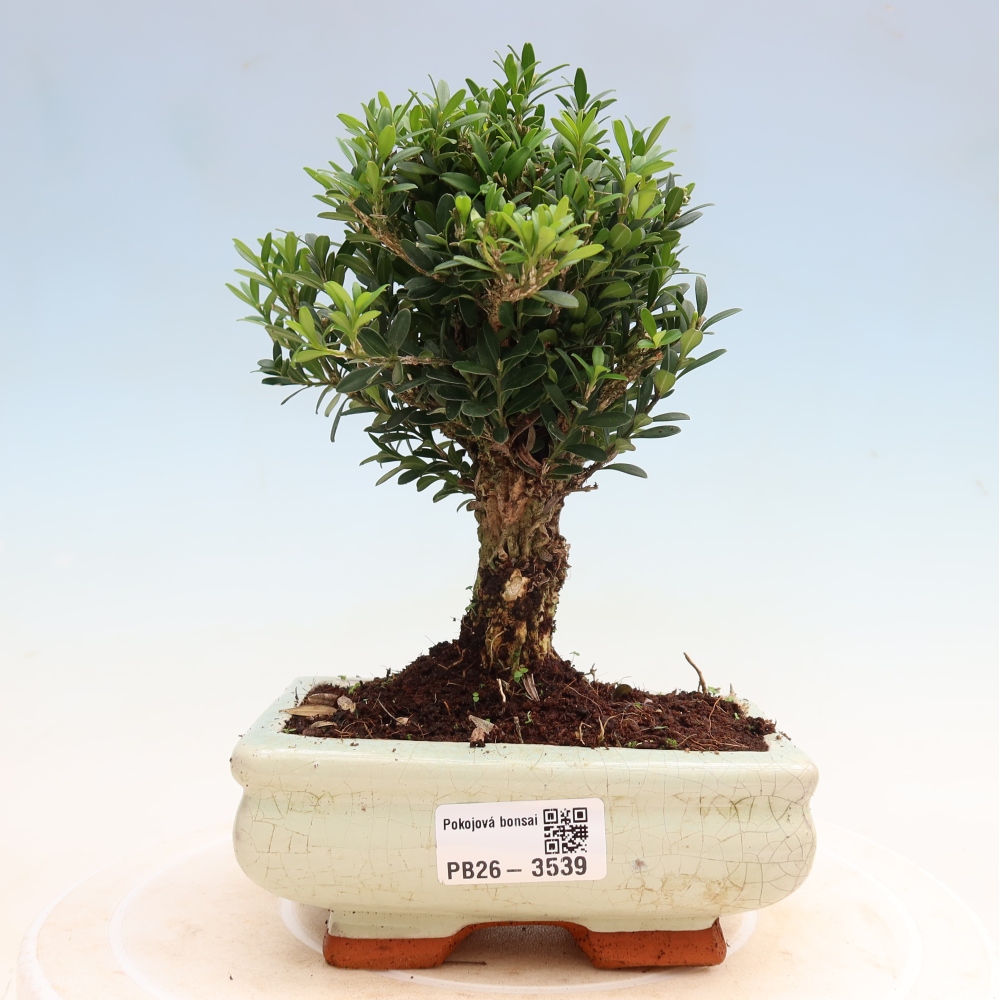 Bonsaï de chambre - Buxus harlandii - buxus liège