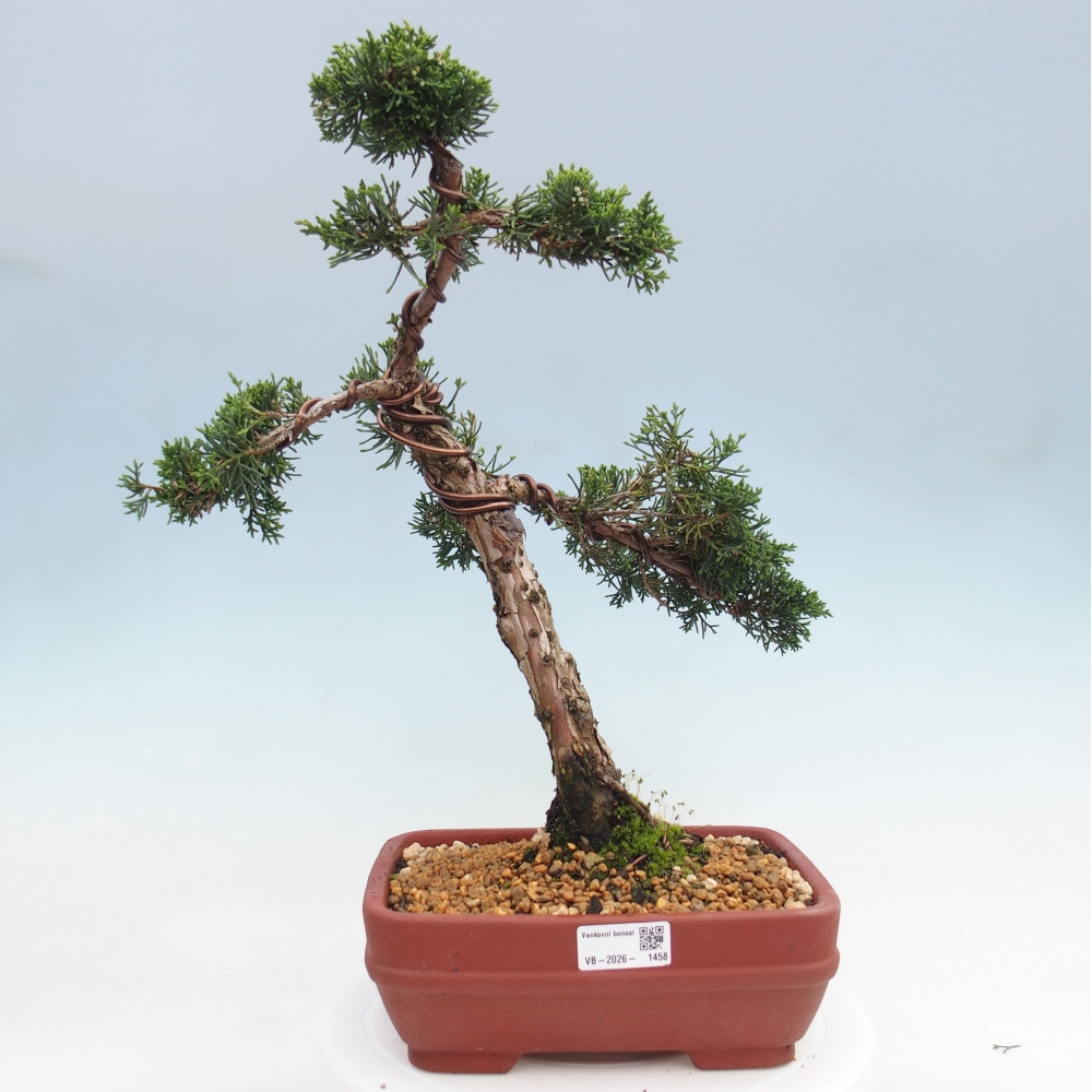 Bonsaï d'extérieur - Juniperus chinensis Kishu