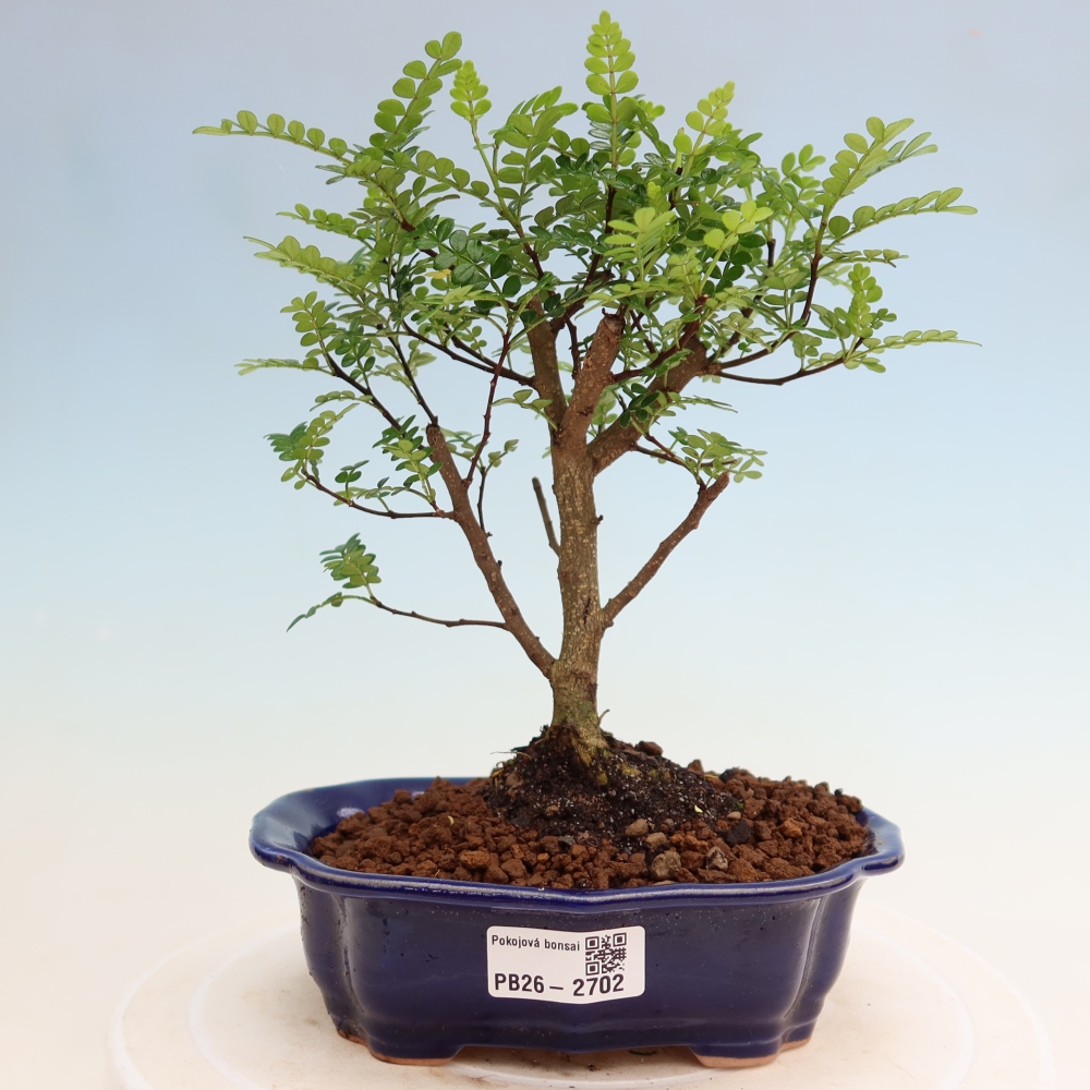 Salle bonsaï - Zantoxylum piperitum - arbre à poivre