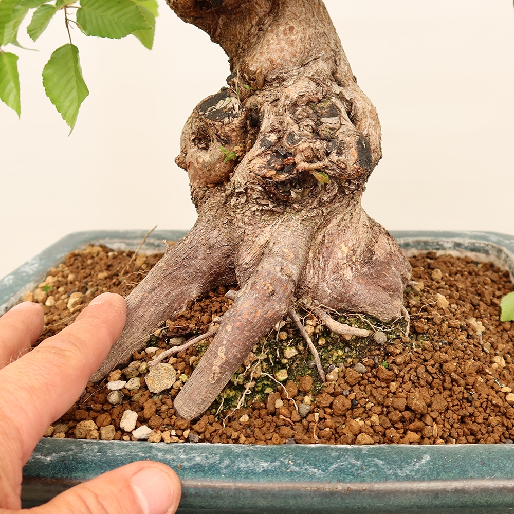 Bonsaï d'extérieur -Carpinus Coreana - Charme de Corée