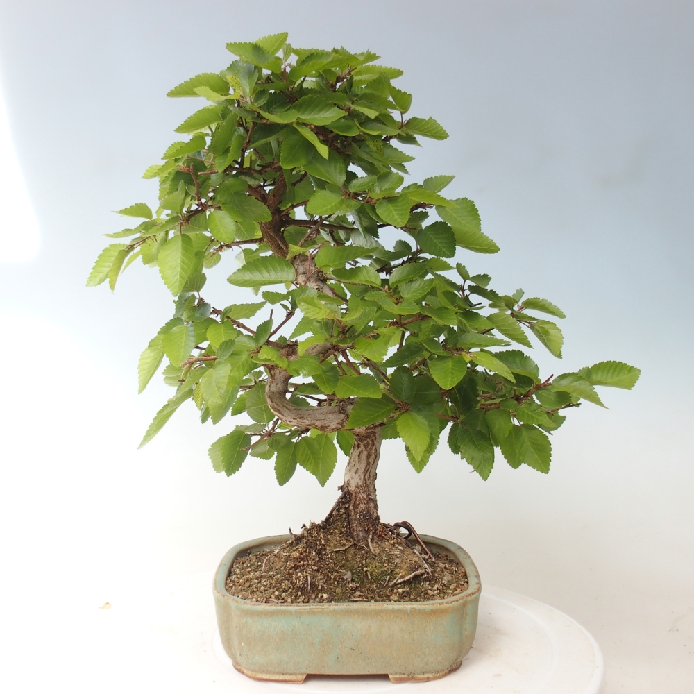 Bonsaï d'extérieur -Carpinus CARPINOIDES - Charme de Corée