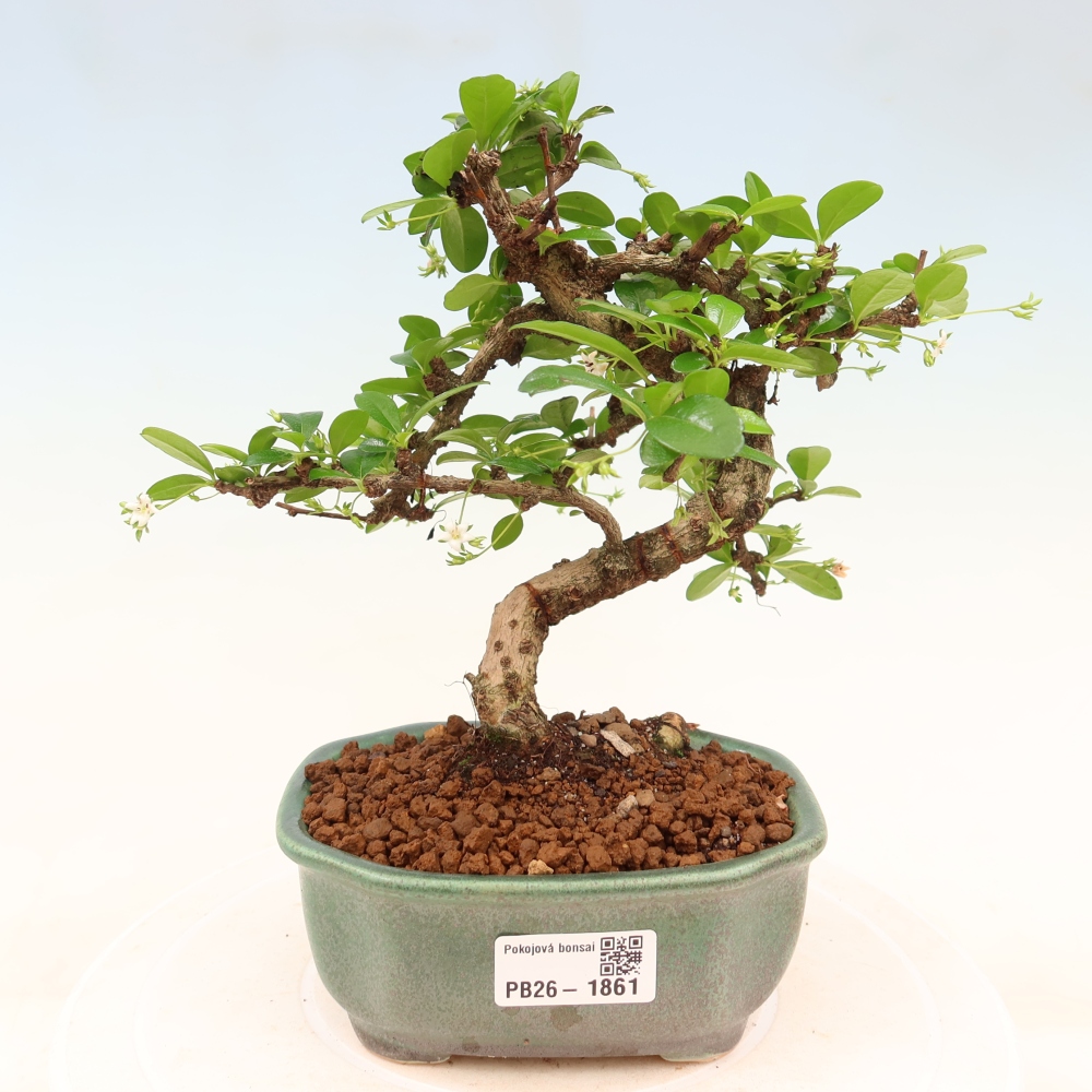 Bonsaï de chambre - Carmona macrophylla - Tea fuki