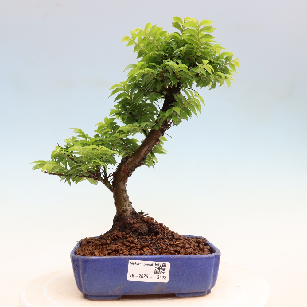 Bonsaï d'extérieur - Ulmus Jacqueline Hillier - Orme magnifique