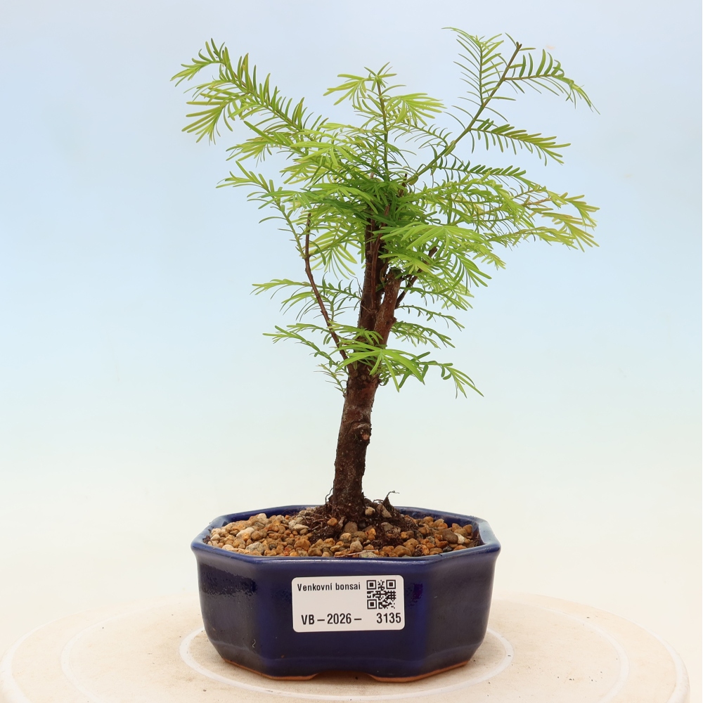 Bonsaï d'extérieur - Metasequoia glyptostroboides - Metasequoia chinois
