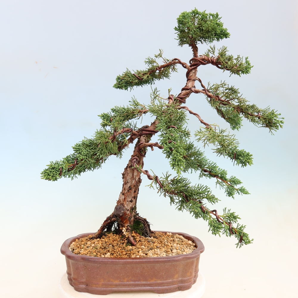 Bonsaï d'extérieur - Juniperus chinensis Kishu