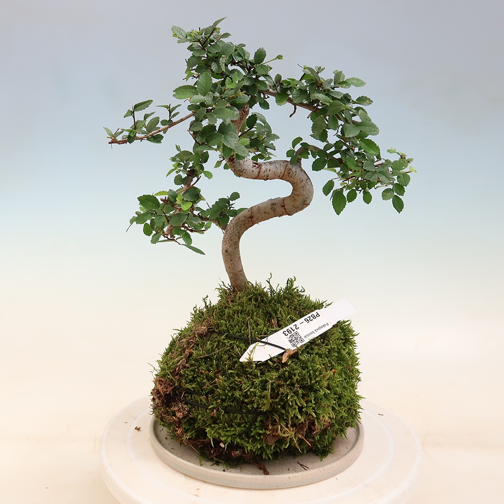 Kokedama avec soucoupe - Ulmus parvifolia - orme à petites feuilles