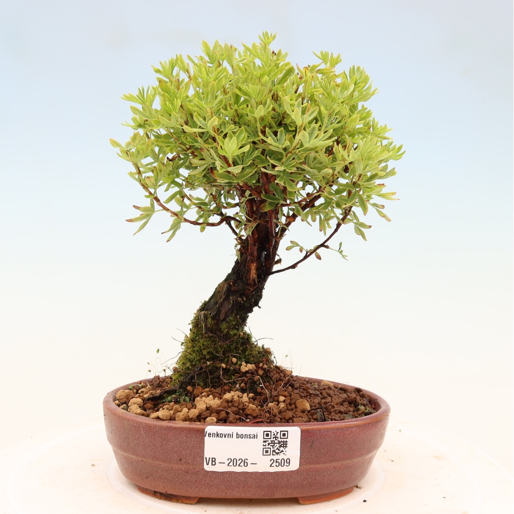 Bonsaï d'extérieur - Potentila fruticosa