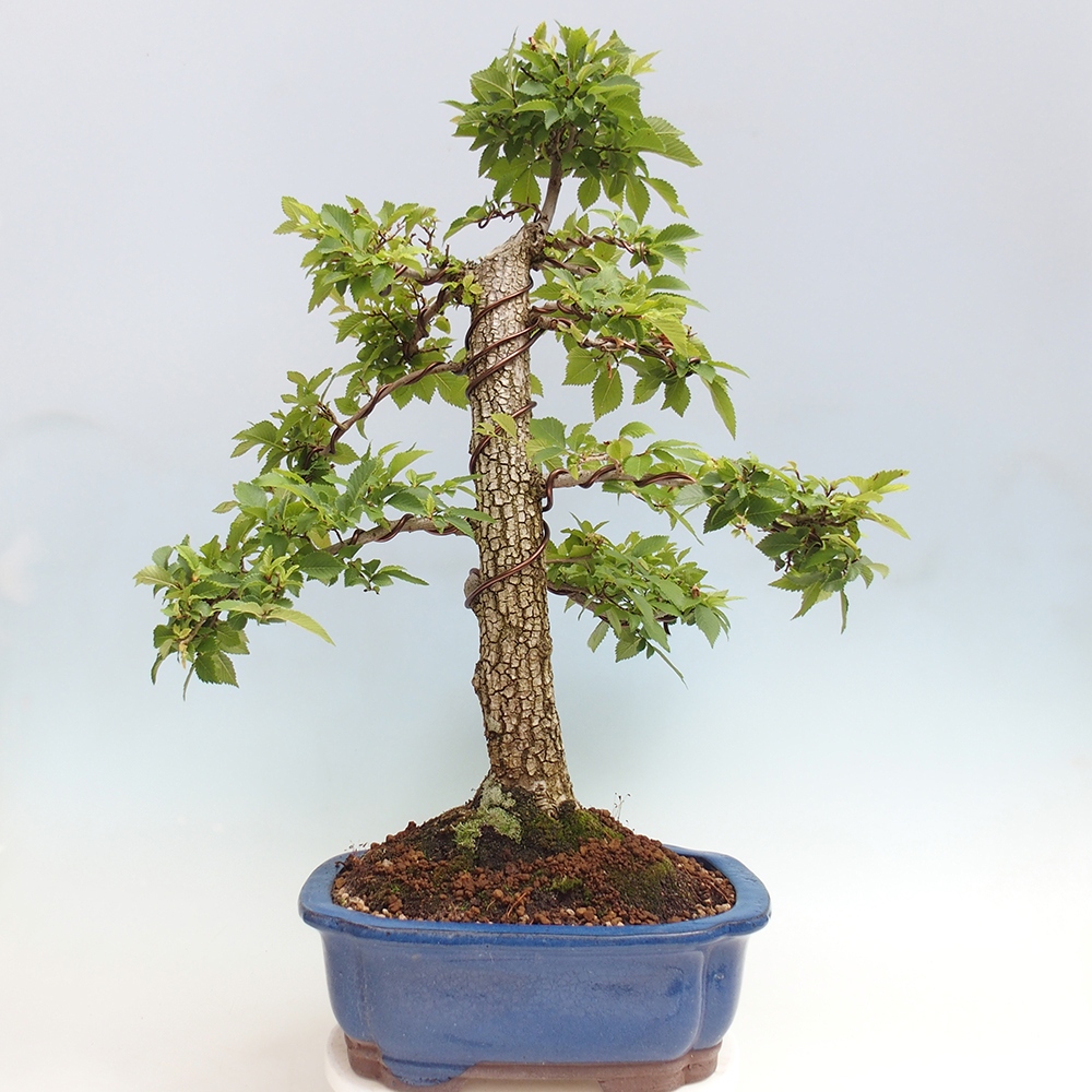 Bonsaï d'extérieur - Zelkova - Zelkova NIRE