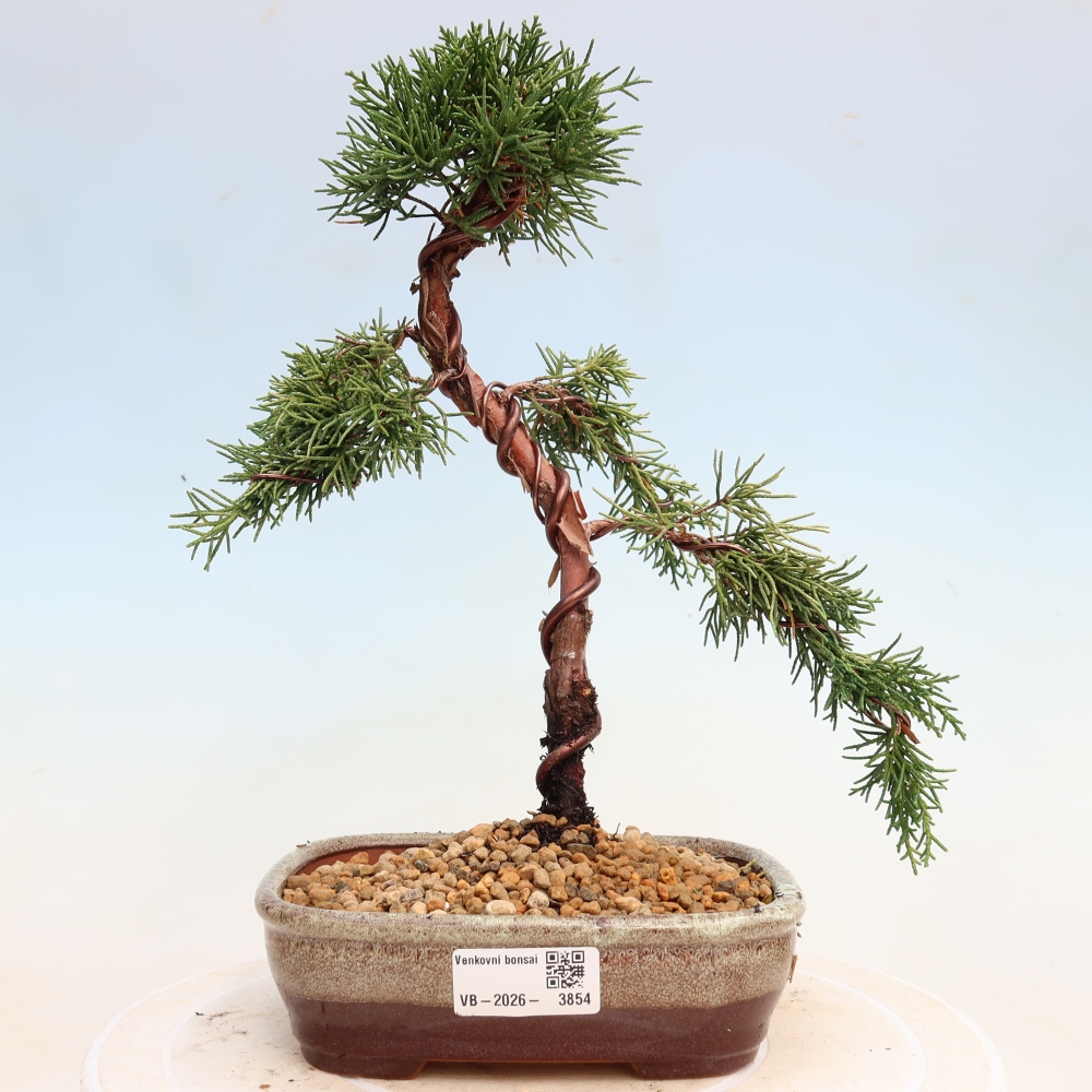 Bonsaï d'extérieur - Juniperus chinensis Kishu