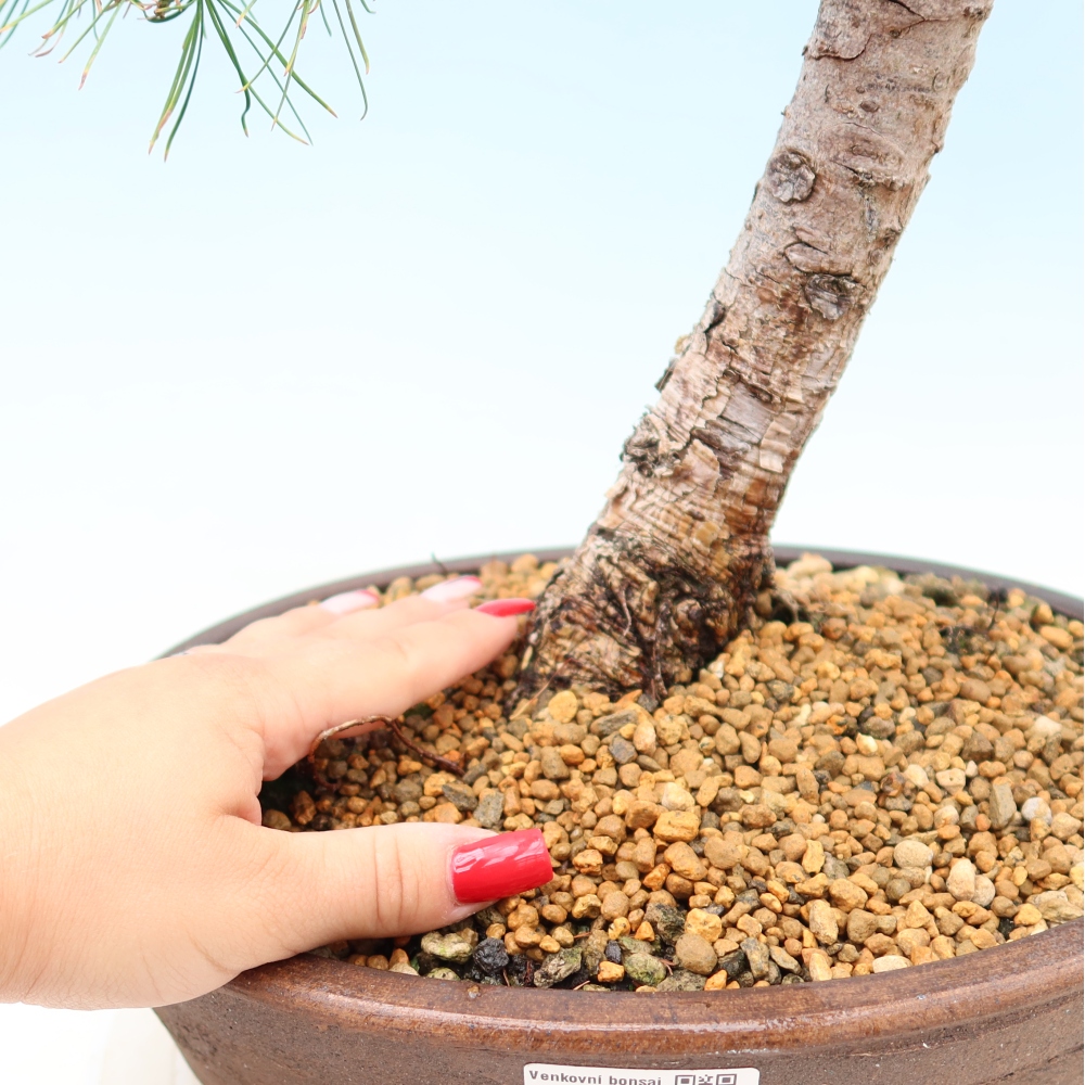 Bonsaï d'extérieur -Larix decidua - Mélèze