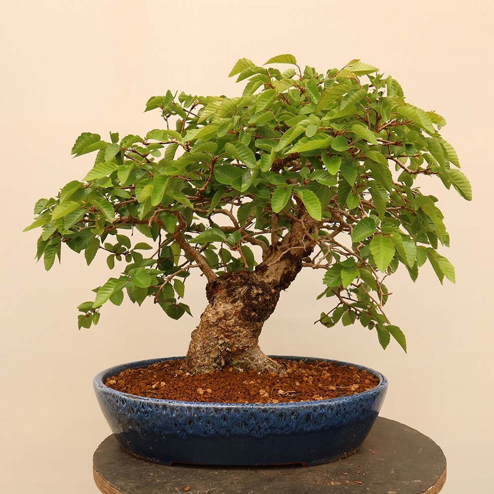 Bonsaï d'extérieur -Carpinus Coreana - Charme de Corée