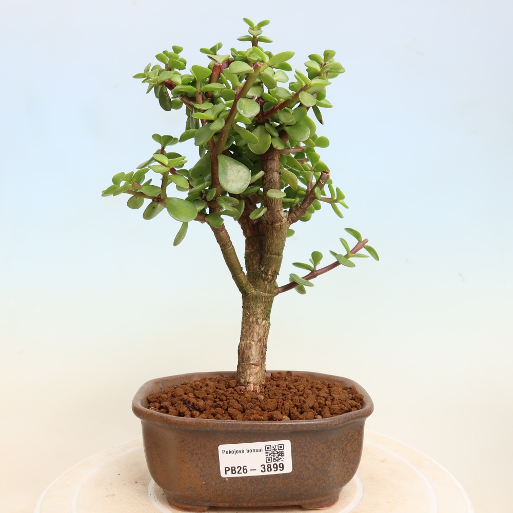 Bonsaï de chambre - Portulakaria Afra - Tlustice