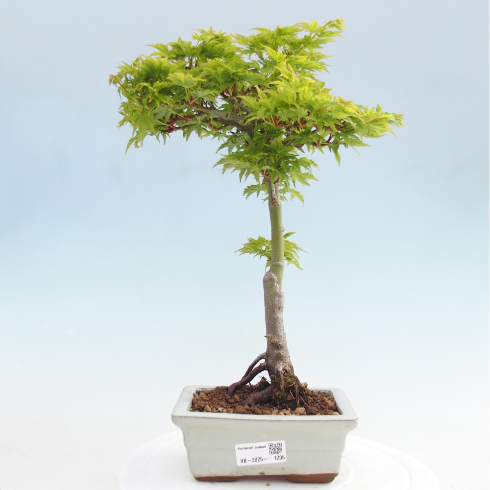 Bonsaï d'extérieur -Javor palm Acer palmatum Shishigashira