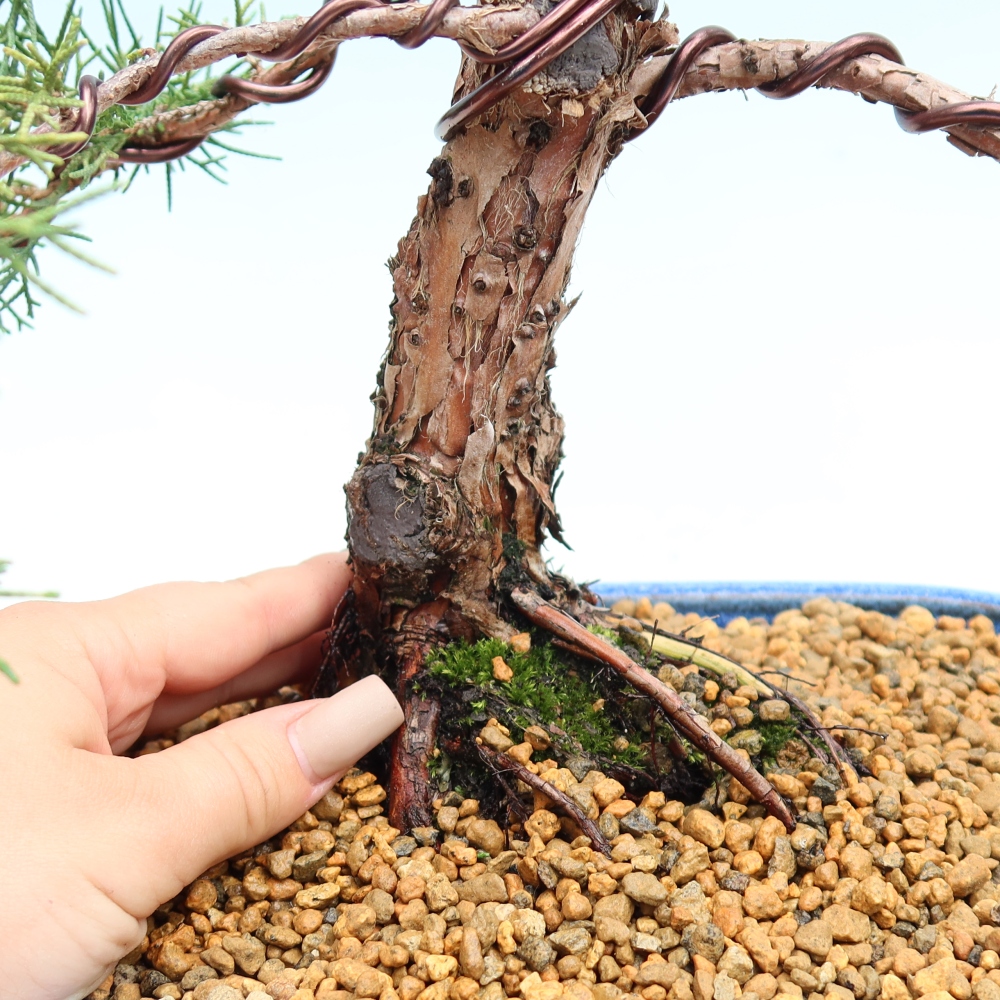 Bonsaï d'extérieur - Juniperus chinensis Kishu