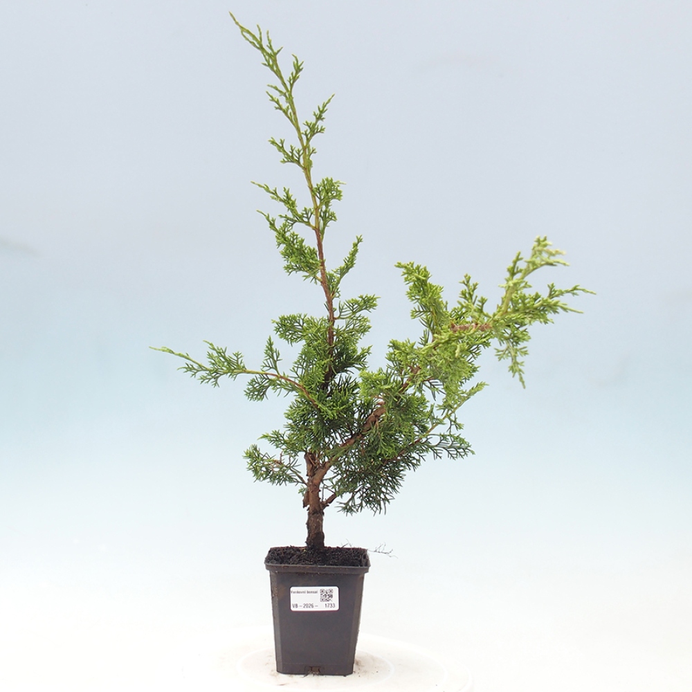 Bonsaï d'extérieur - Juniperus chinensis Itoigawa
