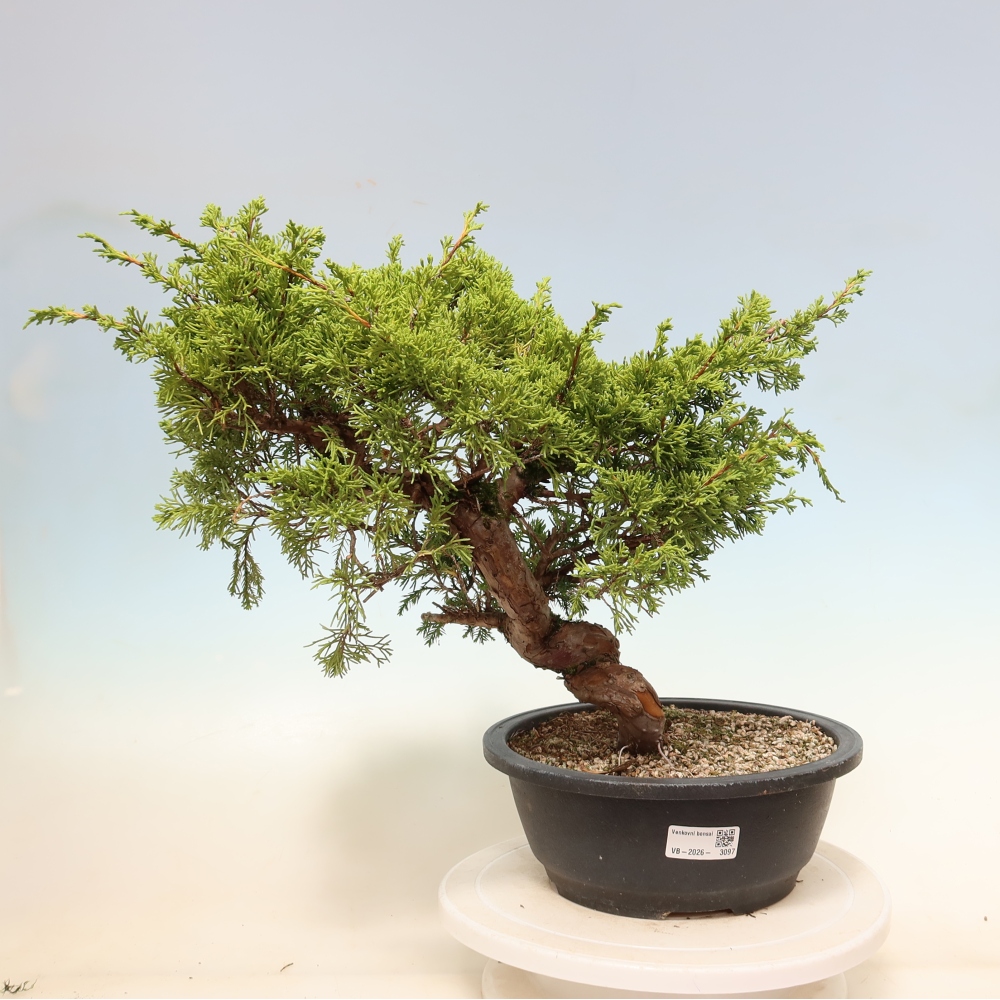 Bonsaï d'extérieur - Juniperus chinensis Itoigawa-Juniperus chinensis
