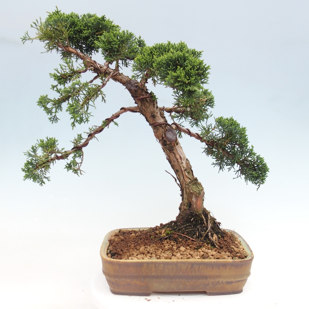 Bonsaï d'extérieur - Juniperus chinensis Kishu