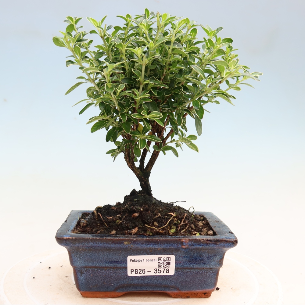 Salle bonsaï - Serissa foetida Variegata - Arbre aux mille étoiles