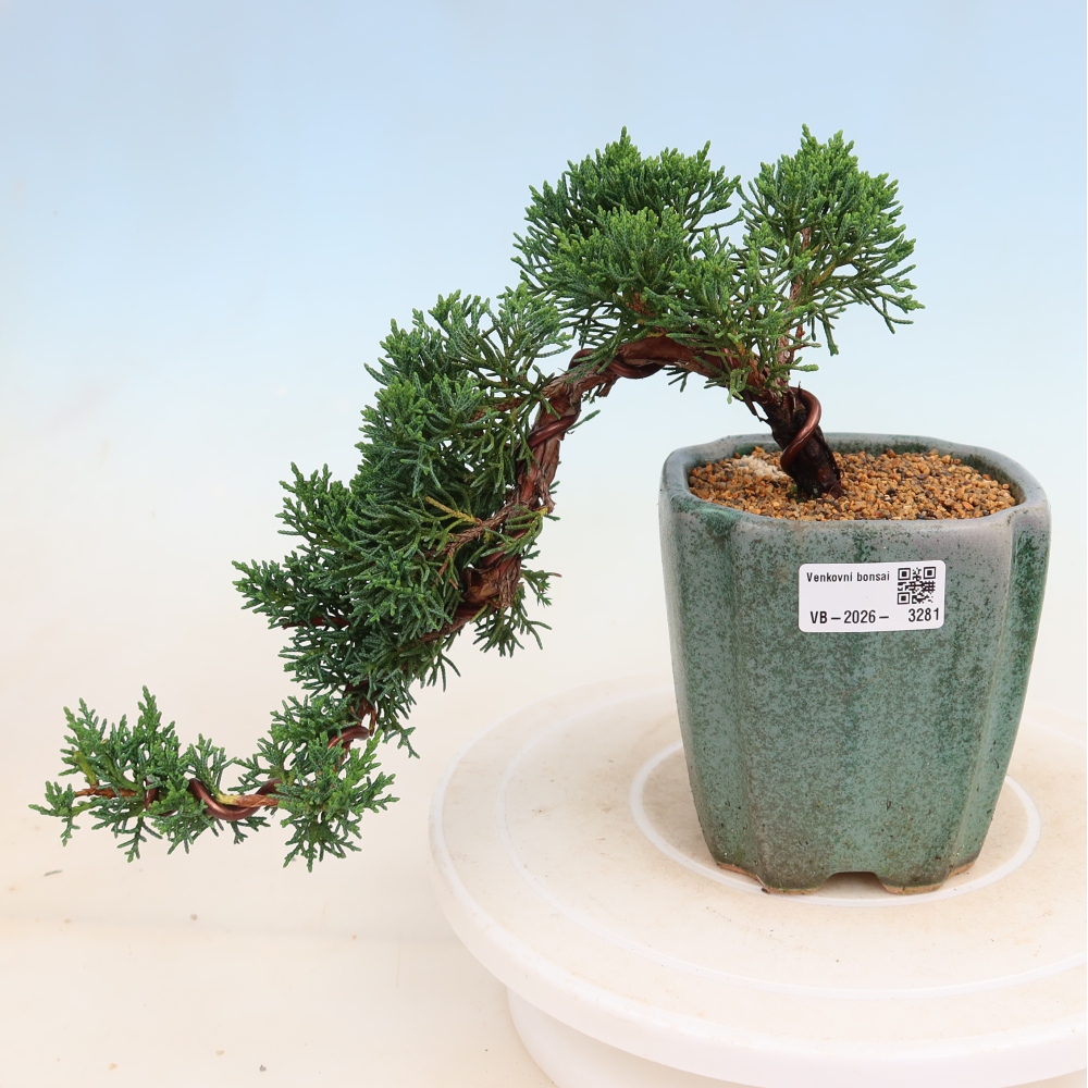 Bonsaï d'extérieur - Juniperus chinensis Kishu