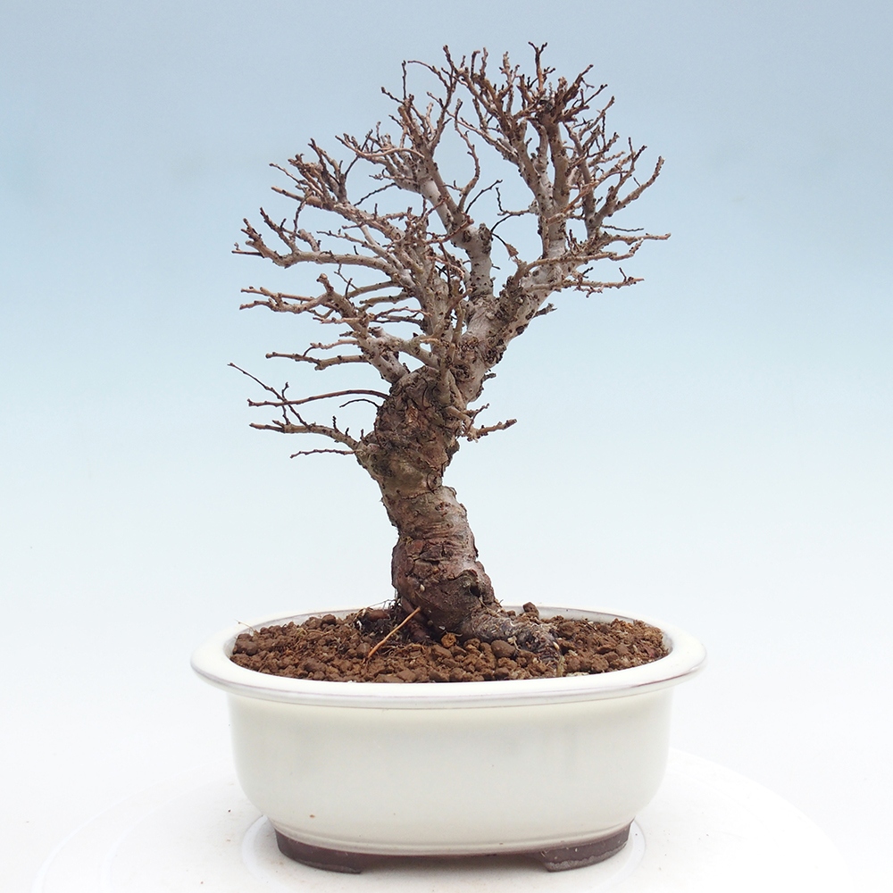 Bonsaï d'extérieur - Zelkova - Zelkova NIRE
