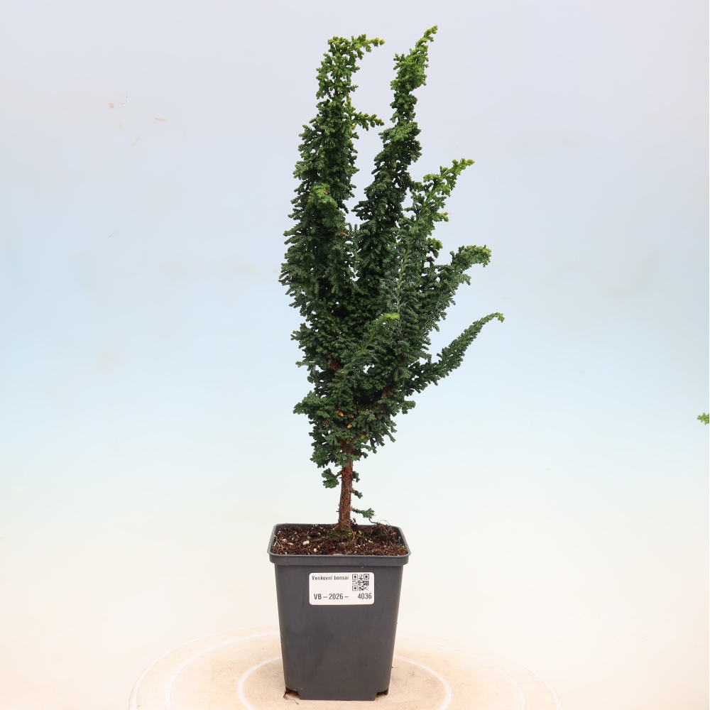 Bonsaï d'extérieur - Cham. obtusa SEKKA HINOKI - Cyprès