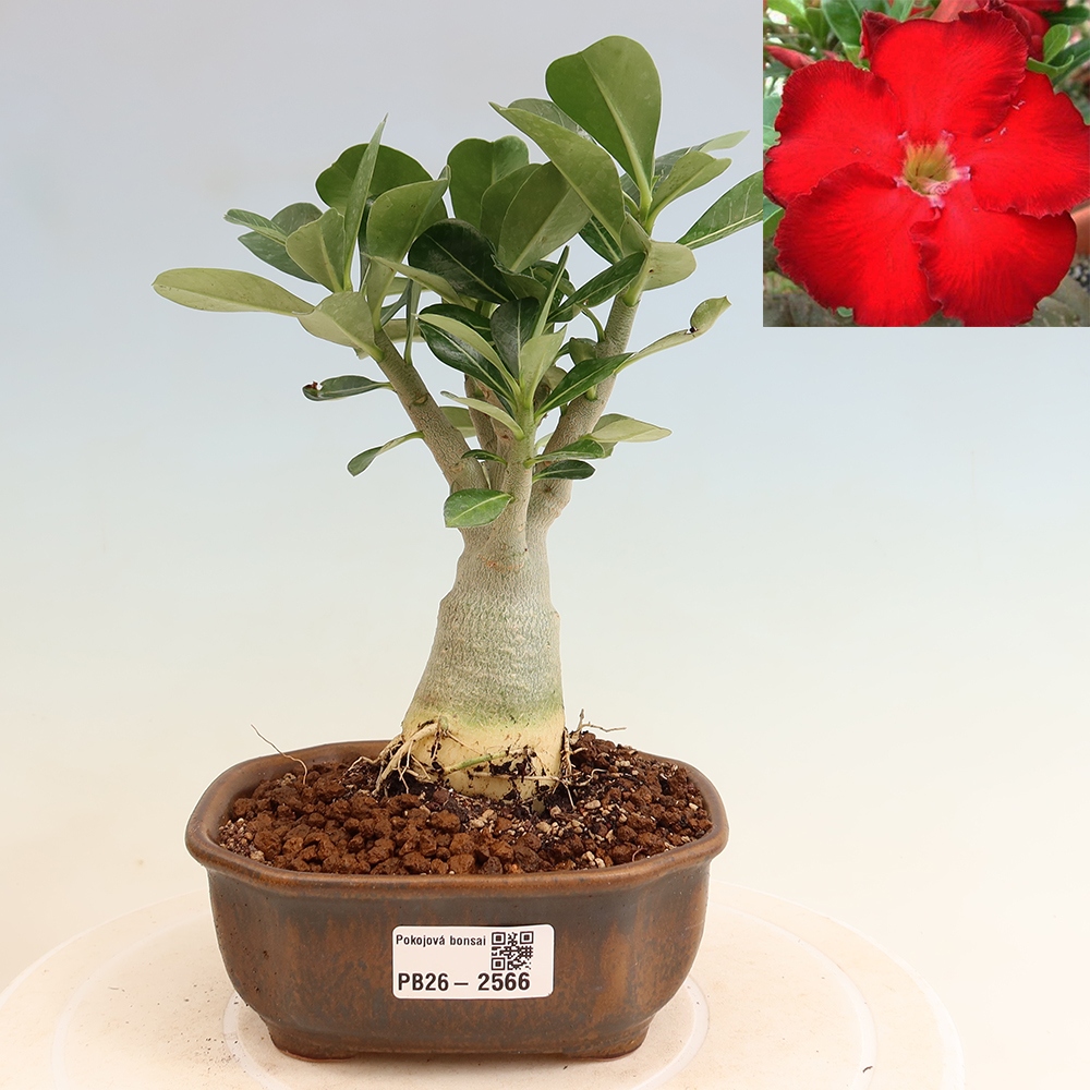 Bonsaï d'intérieur - Adenium obesum Red Star - Rose du désert