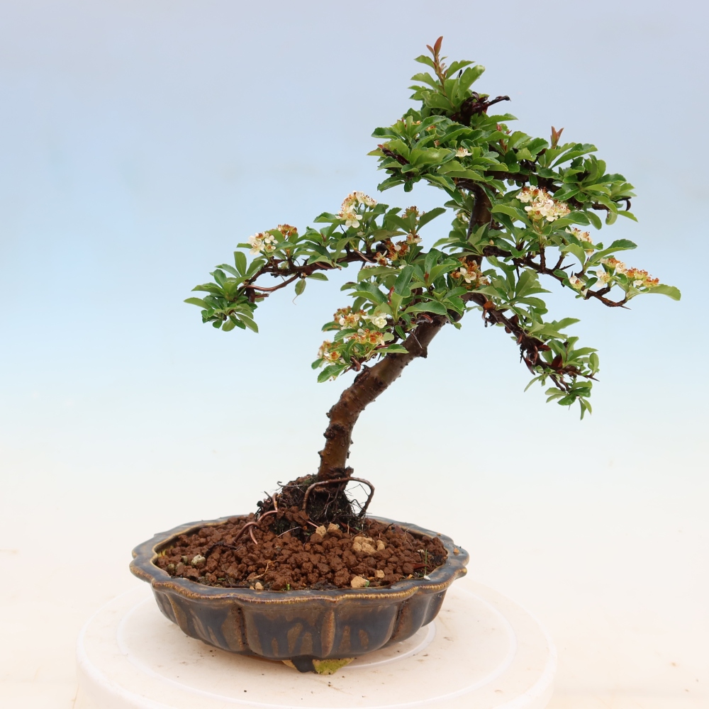 Bonsaï d'extérieur - Pyracantha teton - Pyracantha écarlate