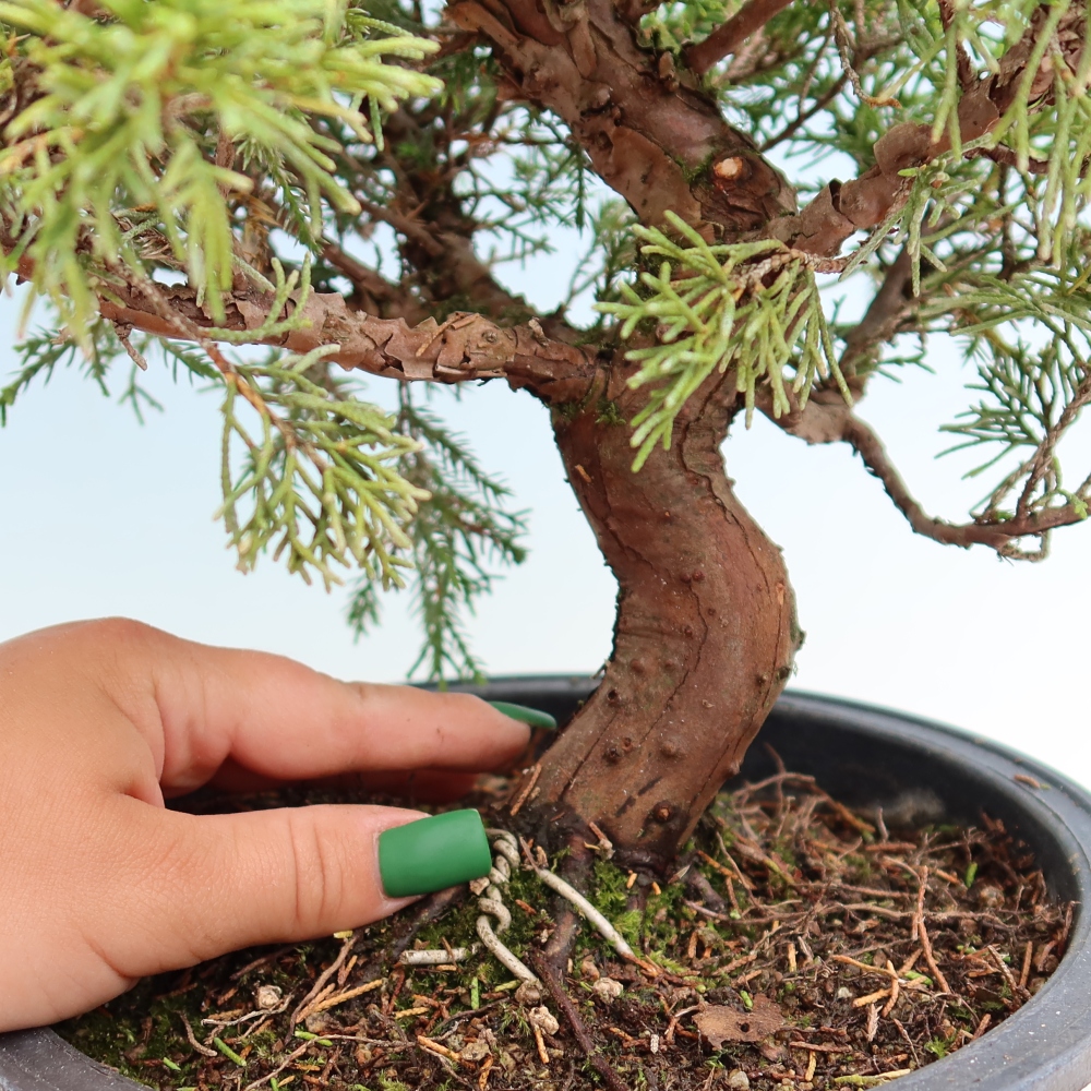 Bonsaï d'extérieur - Juniperus chinensis Itoigawa-Juniperus chinensis
