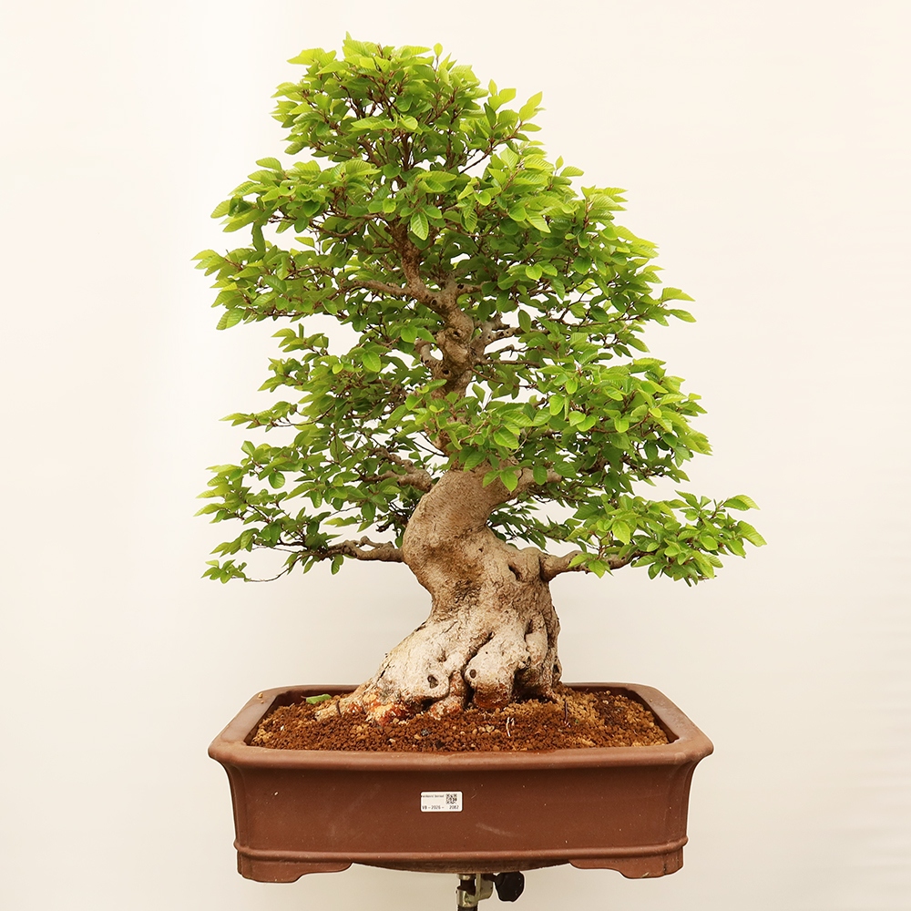 Bonsaï d'extérieur -Carpinus Coreana - Charme de Corée