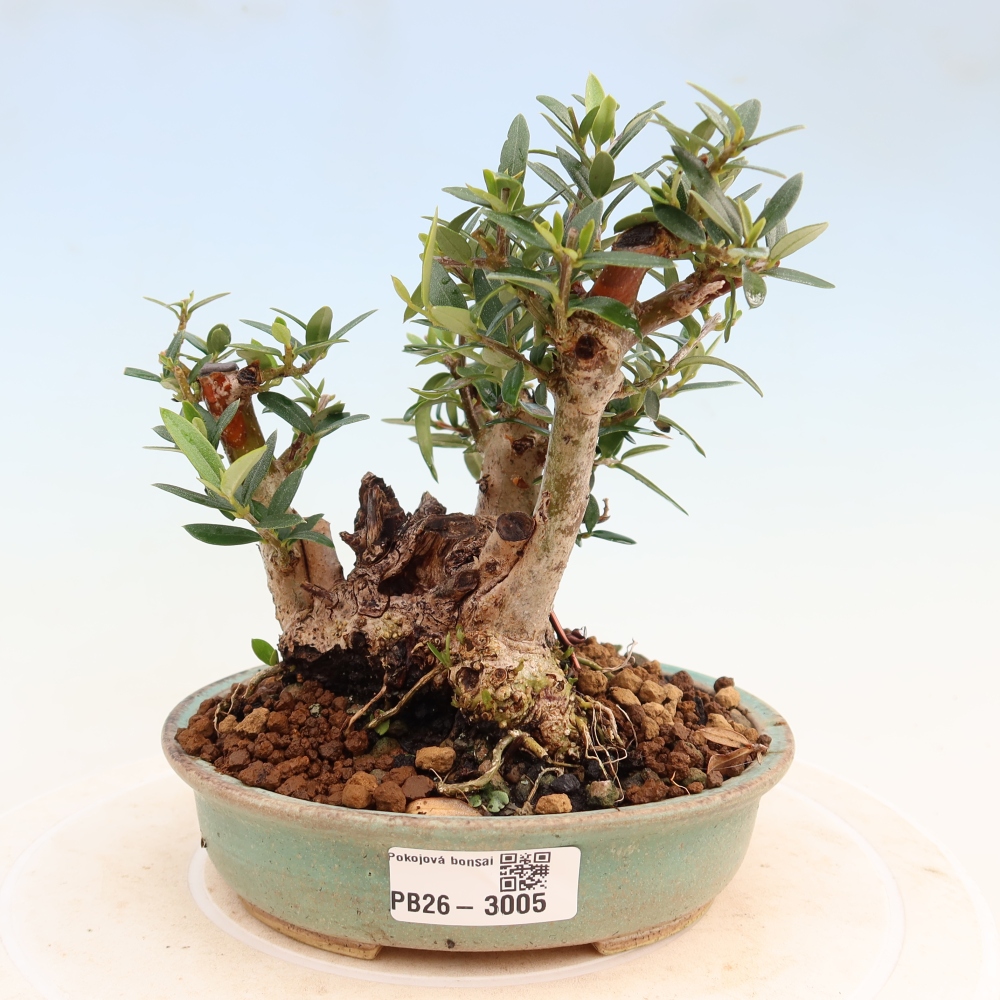 Bonsaï d'intérieur - Olea europaea sylvestris