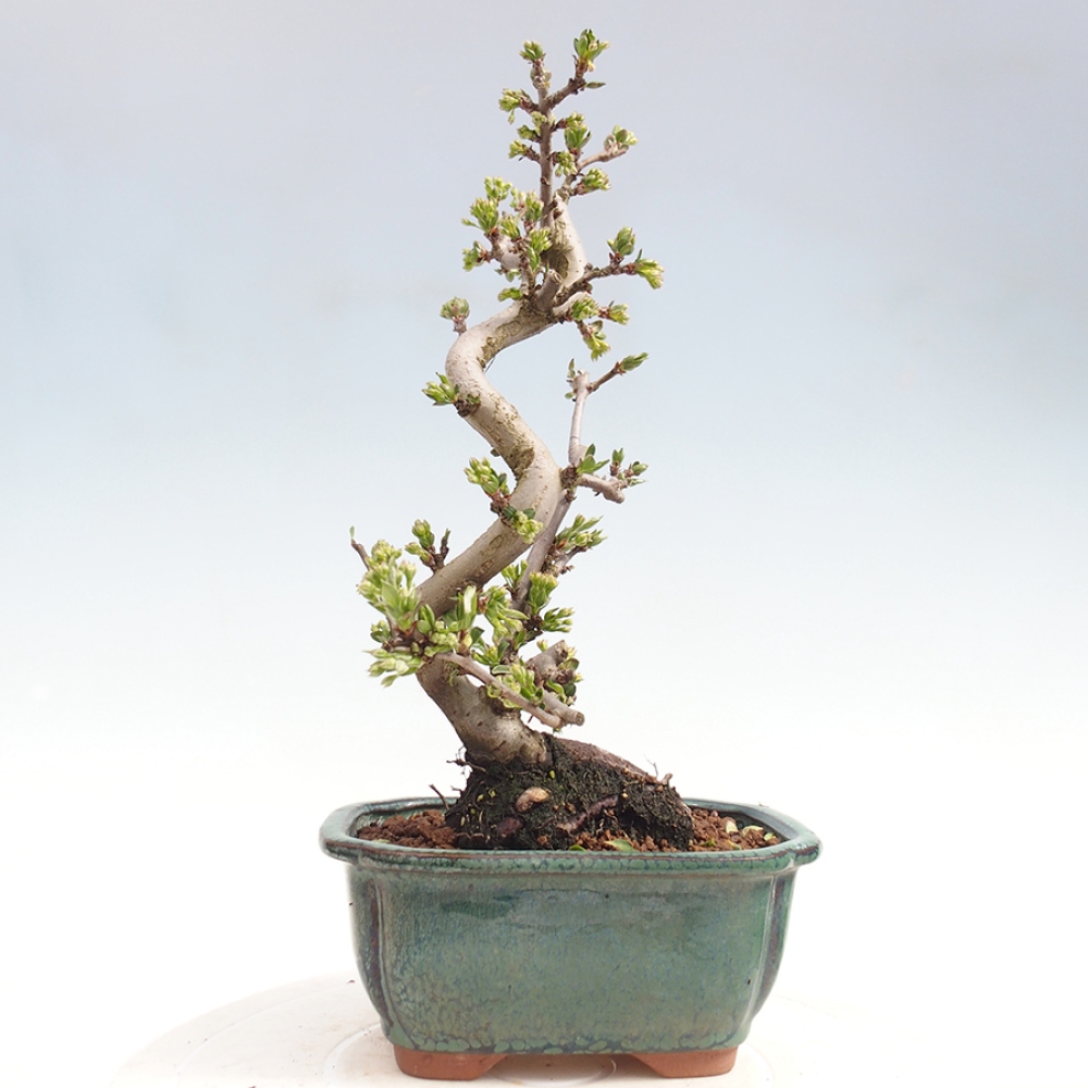 Bonsaï d'extérieur - Malus sargentii - Pommier à petits fruits
