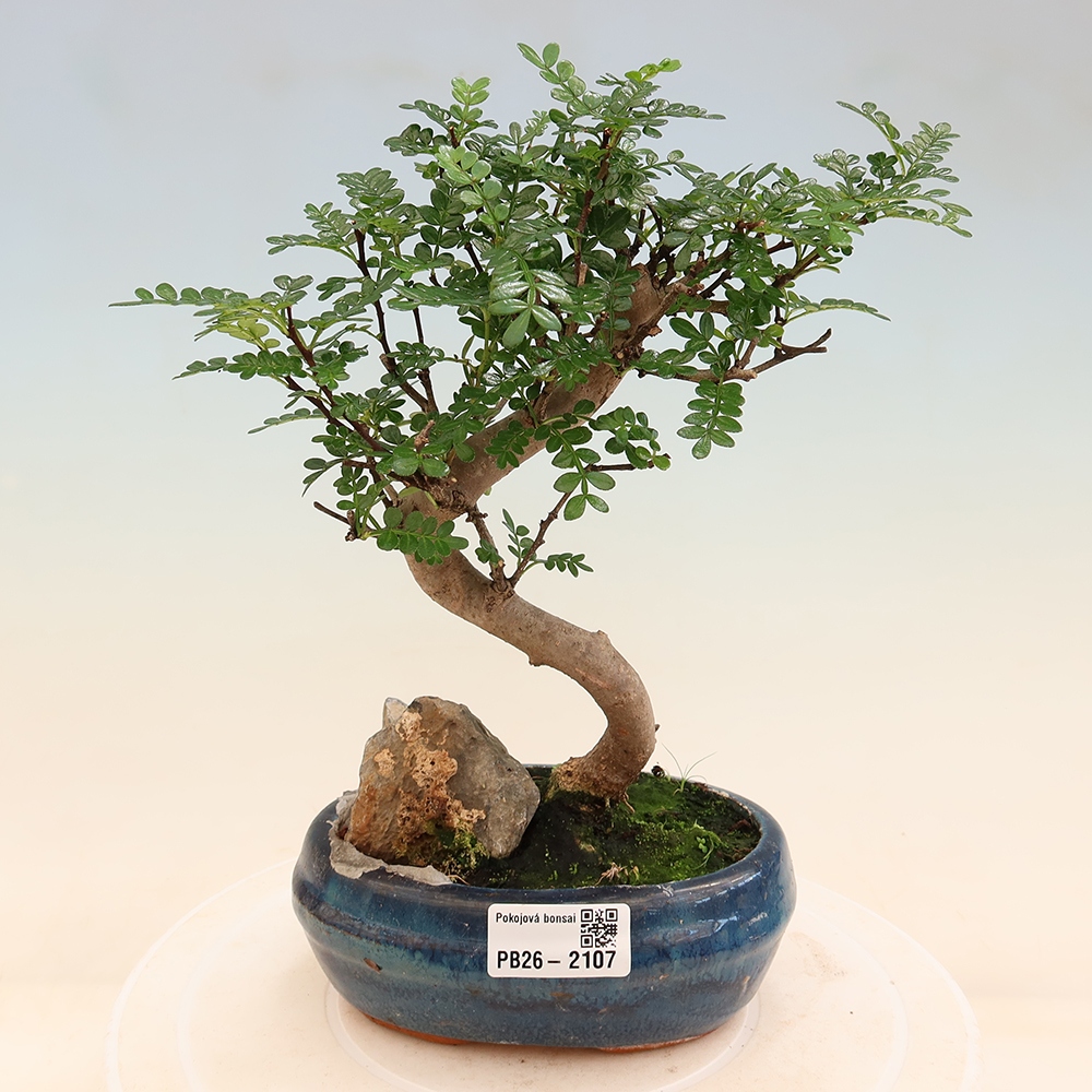 Salle bonsaï - Zantoxylum piperitum - arbre à poivre