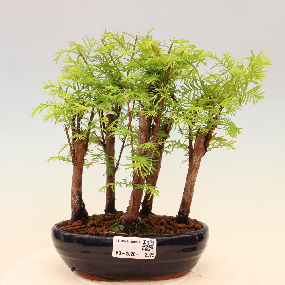 Bonsaï d'extérieur - Metasequoia glyptostroboides - Métaséquoia de Chine - petit bosquet