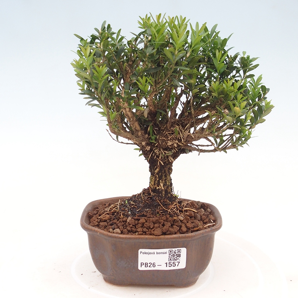 Bonsaï de chambre - Buxus harlandii - buxus liège