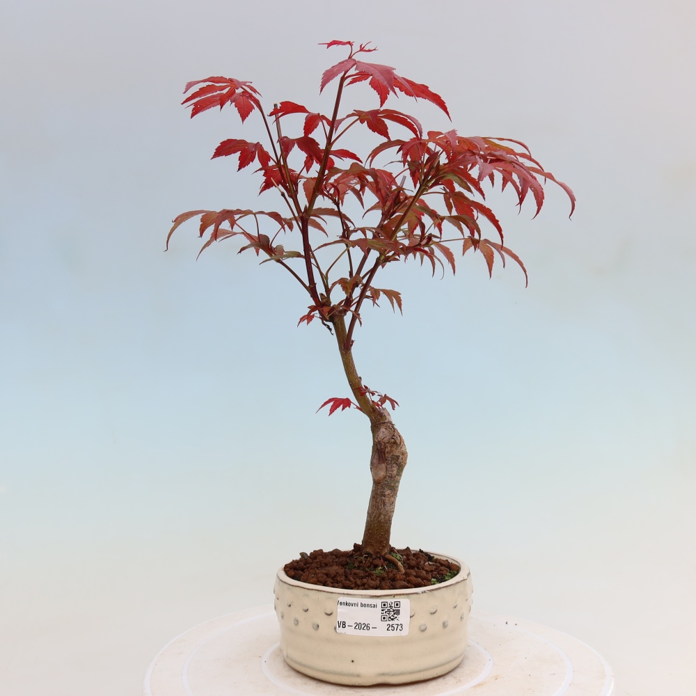 Bonsaï d'extérieur - Acer palm. Atropurpureum-Javor palmate