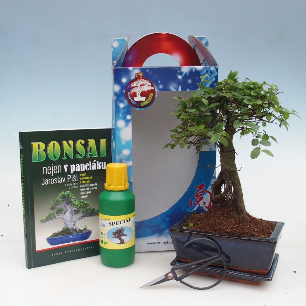 Bonsaï de chambre dans une boîte cadeau