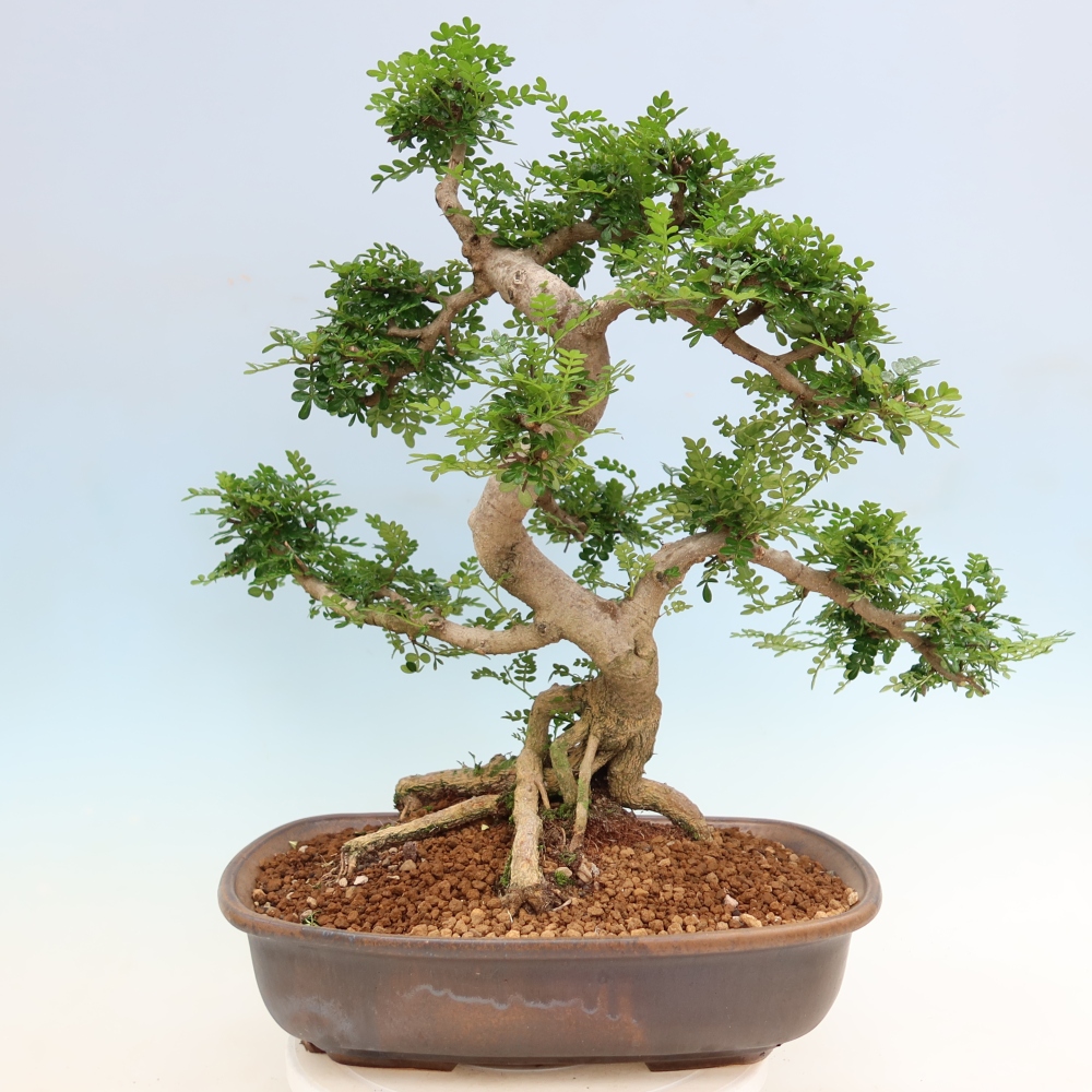 Salle bonsaï - Zantoxylum piperitum - arbre à poivre