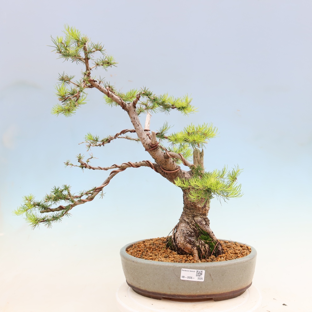 Bonsaï d'extérieur -Larix decidua - Mélèze